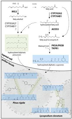 The Toughest Material in the Plant Kingdom: An Update on Sporopollenin